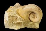Ordovician Gastropod (Salpingostoma) Fossil - Wisconsin #162964-1